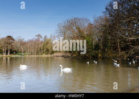 Eastbourne, Vereinigtes Königreich. 16. März 2017. UK-Wetter. Schwäne schwimmen in einem Teich in der Frühlingssonne im Hampden Park in Eastbourne, East Sussex, UK Credit: Ed Brown/Alamy Live News Stockfoto