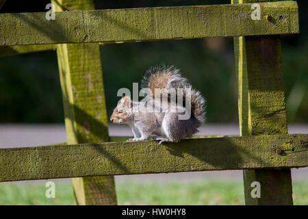 Eastbourne, Vereinigtes Königreich. 16. März 2017. UK-Wetter. Ein Eichhörnchen sitzt auf einem Zaun in der Frühlingssonne im Hampden Park in Eastbourne, East Sussex, UK Credit: Ed Brown/Alamy Live News Stockfoto