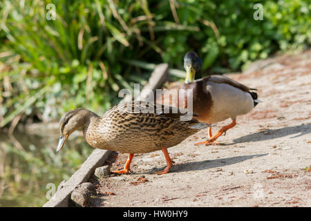 Eastbourne, Vereinigtes Königreich. 16. März 2017. UK-Wetter. Ein paar Stockenten in der Frühlingssonne im Hampden Park in Eastbourne, East Sussex, UK Credit: Ed Brown/Alamy Live News Stockfoto