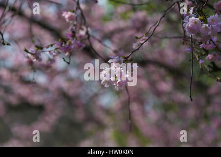 St James Park, London, UK. 16. März 2017. Bildnachweis: Dinendra Haria/Alamy Live-Nachrichten Stockfoto