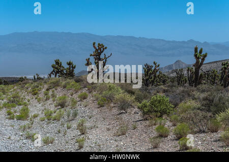 Joshua Bäume entlang Harris Springs Road in Mount Charleston, Nevada Stockfoto