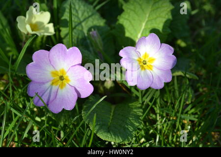 Wilde Primeln wachsen im Rasen, in einer britischen Garten Stockfoto