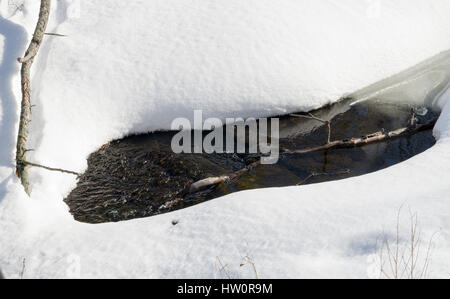 Winter im Trillium Woods Stockfoto