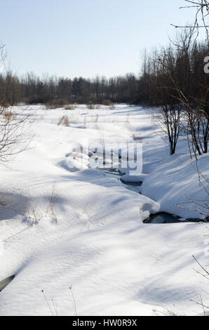 Trillium Wald im Winter Stockfoto