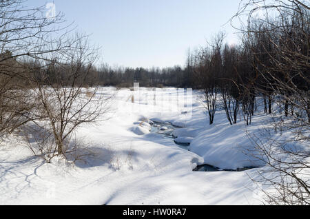 Winter im Trillium Woods Stockfoto