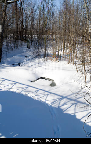 Winter im Trillium Woods Stockfoto