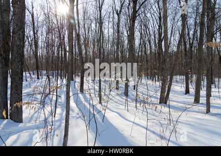 Winter im Trillium Woods Stockfoto