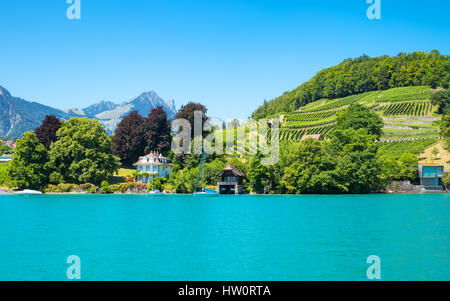 Schweiz, Weinberge an den Ufern des Sees im Bereich Spiez Thun Stockfoto