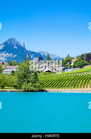 Schweiz, Weinberge an den Ufern des Sees im Bereich Spiez Thun Stockfoto