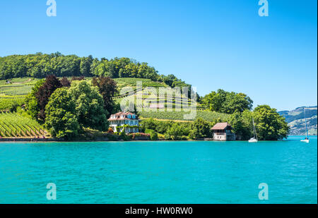 Schweiz, Weinberge an den Ufern des Sees im Bereich Spiez Thun Stockfoto