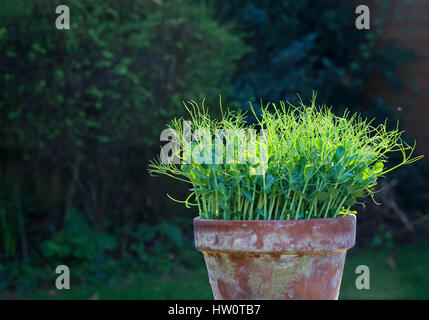 Erbse Grün junge Ranke Pflanzen Triebe Microgreens Pflanzen Topf Setzlinge in Sonne Licht dunkler Hintergrund Stockfoto