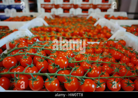 Frische reife rote Tomaten in Boxen im Großhandel Markt bereit für den Einzelhandel Stockfoto