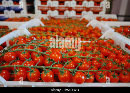 Frische reife rote Tomaten in Boxen im Großhandel Markt bereit für den Einzelhandel Stockfoto