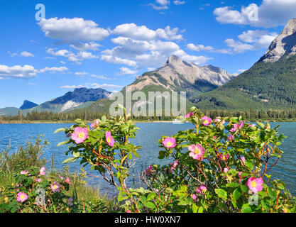 Wilde Rosen; Albertas provinzielle Blume, Lücke See, nahe Canmore, Alberta, Kanada Stockfoto