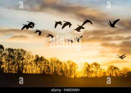 Gänse bei Sonnenaufgang, Sunrise, Burnaby Lake Regionalpark, Burnaby, British Columbia, Kanada. Stockfoto