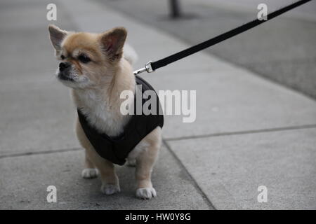 Niedliche kleine Hundeleine Beige Farbe Stockfoto
