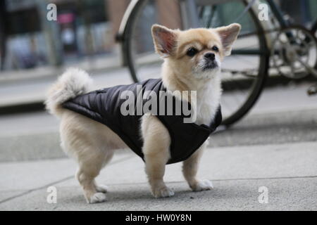 Niedliche kleine Hundeleine Beige Farbe Stockfoto