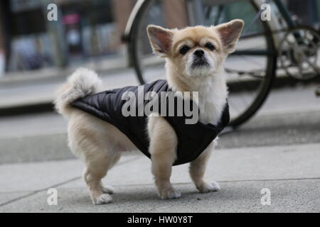 Niedliche kleine Hundeleine Beige Farbe Stockfoto