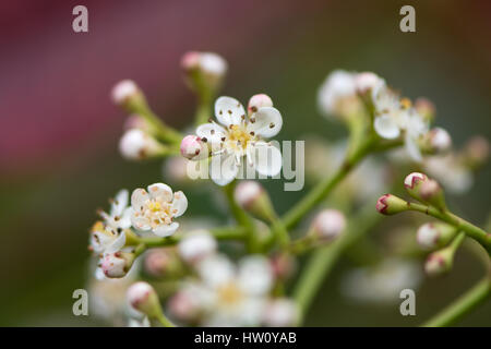 Christmas Berry "Red Versuchsprogramms Photinia × Fraseri Blüte. Rispe mit kleinen weißen Blumen auf immergrüner Strauch in der Familie der Rosengewächse Stockfoto