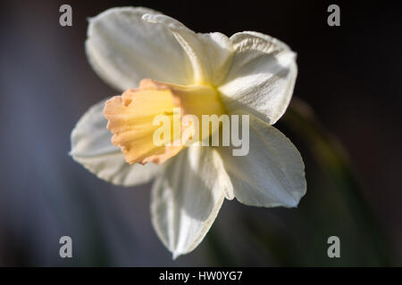 Narzisse Narcissus Waterperry Blume. Zierliche gelb und Elfenbein weiße Blume des Frühlings mehrjährige Pflanze in der Familie der Amaryllisgewächse (Amaryllis) Stockfoto