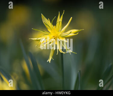 Narzissen Narzisse Rip van Winkle Blume. Gelbe Blume des Frühlings mehrjährige Pflanze in der Familie der Amaryllisgewächse (Amaryllis) Stockfoto