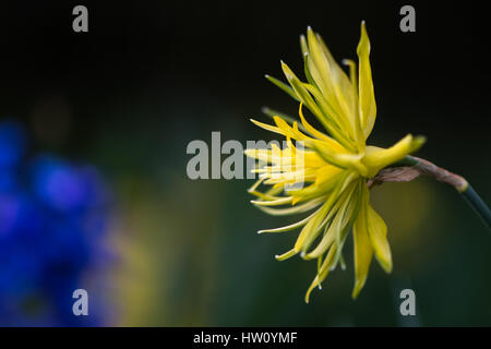 Narzissen Narzisse Rip van Winkle Blume. Gelbe Blume des Frühlings mehrjährige Pflanze in der Familie der Amaryllisgewächse (Amaryllis) Stockfoto