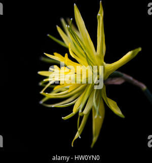 Narzissen Narzisse Rip van Winkle Blume. Gelbe Blume des Frühlings mehrjährige Pflanze in der Familie der Amaryllisgewächse (Amaryllis) Stockfoto