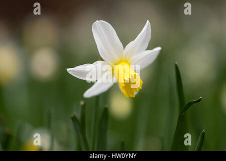 Narzissen Narzissen February Gold Blume. Gelbe und weiße Blume des Frühlings mehrjährige Pflanze in der Familie der Amaryllisgewächse (Amaryllis) Stockfoto