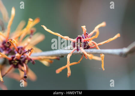 Zaubernuss (Hamamelis x intermedia Jelena) Blume. Detail der außergewöhnliche rote Blume Strauch Sorte in der Familie Hamamelidaceae Stockfoto