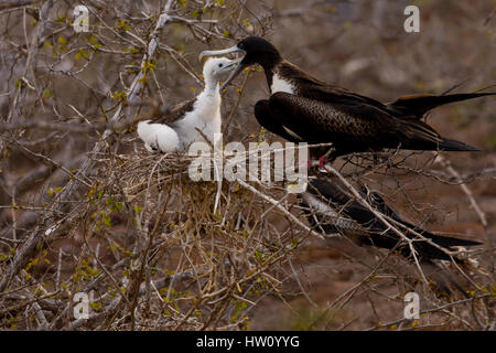 Eine weibliche herrliche Fregattvogels ernährt ihre Küken auf der nördlichen Insel der Galapagos Insel-Kette. Stockfoto