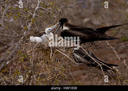 Eine weibliche herrliche Fregattvogels ernährt ihre Küken auf der nördlichen Insel der Galapagos Insel-Kette. Stockfoto