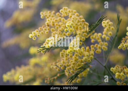 Silber-Akazie (Acacia Dealbata) gelbe Blüten und Laub. Australische immergrüner Baum aka blau Flechtwerk oder Mimose, mit bipinnate silbrig-grauen Blättern Stockfoto