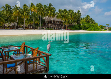 Maldives Rangali Island. Conrad Hilton Resort. Heron mit Blick auf den Ozean, während auf einem Geländer im Restaurant thront. Stockfoto