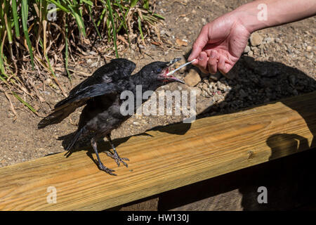 Fütterung von hand amerikanische Krähe, junge Krähe, verletzten Vogel, gefallenen Vogel-Nest, Novato, Marin County, Kalifornien Stockfoto