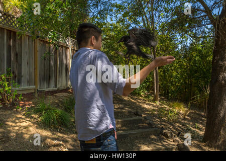 Amerikanische Krähe, junge Krähe, juvenile Krähe, verletzten Vogel verletzt, gefallenen Vogel-Nest, Novato, Marin County, Kalifornien Stockfoto