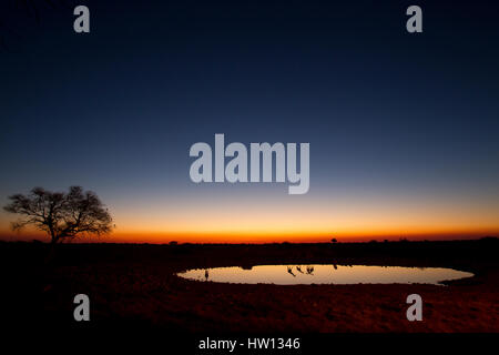 Girafes Silhouette in Okaukuejo Wasserloch, Etosha Nationalpark, Namibia Stockfoto