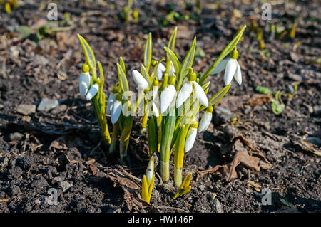 Die ersten Frühlingsblumen: Schneeglöckchen auf die Natur. Das Symbol des Frühlings, Anfang, frische, neues Leben. Stockfoto
