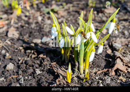 Die ersten Frühlingsblumen: Schneeglöckchen mit Bienen an Knospen an der Natur. Das Symbol des Frühlings, Anfang, frische, neues Leben. Stockfoto