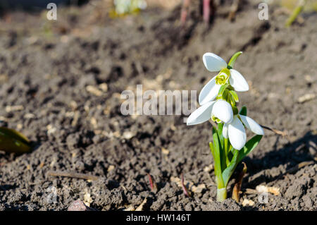 Die ersten Frühlingsblumen: Schneeglöckchen auf die Natur. Das Symbol des Frühlings, Anfang, frische, neues Leben. Stockfoto