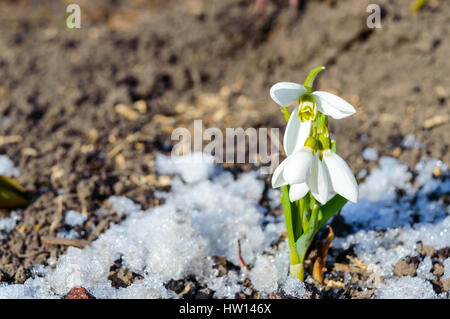 Die ersten Frühlingsblumen: Schneeglöckchen im Schnee auf die Natur. Das Symbol des Frühlings, Anfang, frische, neues Leben. Stockfoto