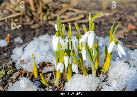 Die ersten Frühlingsblumen: Schneeglöckchen im Schnee auf die Natur. Das Symbol des Frühlings, Anfang, frische, neues Leben. Stockfoto