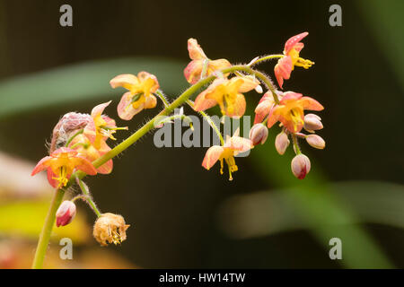 Kupfer-farbigen Frühlingsblumen bereits mehrjährige Barrenwort, Epimedium x warleyense Stockfoto