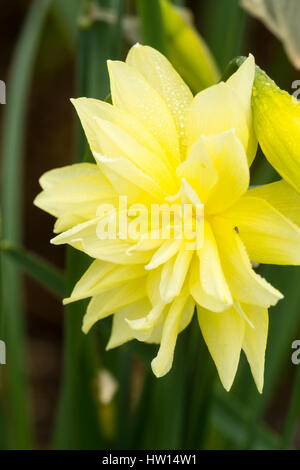 Nahaufnahme von blass gelb gefüllte Blüte der Erbe Narzisse Sorte, Queen Anne es doppelt, Narcissus 'Eyestettensis' Stockfoto