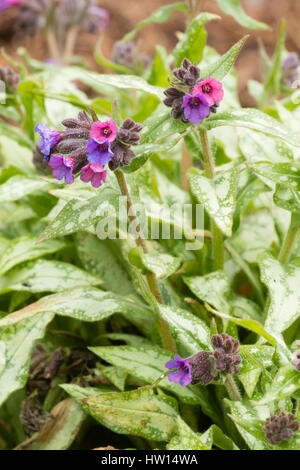 Versilbert, Laub und rote verblassenden Blumen winterhart mehrjährig Lungenkraut, Pulmonaria "Silber Überraschung" blau Stockfoto