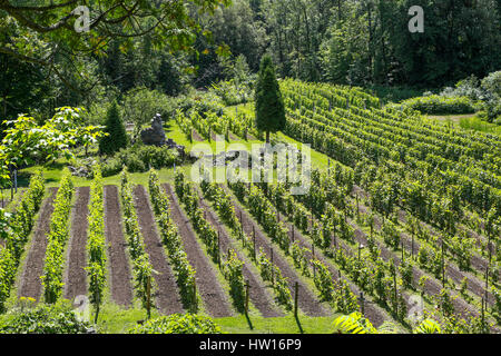 Grape Vine Feld am Weingut Platz 3 Mühlen (Vignoble Domaine des 3 Moulins) Stockfoto