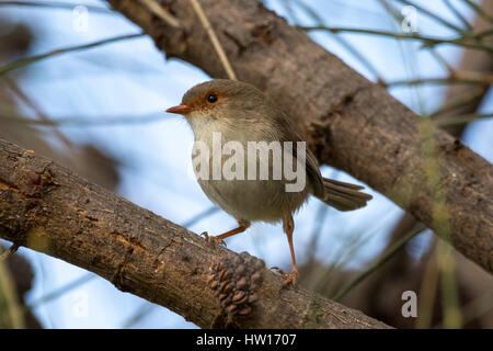 Hervorragende Fairy-Zaunkönig - weiblich (Malurus Cyaneus) Stockfoto