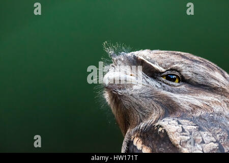 Tawny Frogmouth (ein Strigoides) Stockfoto