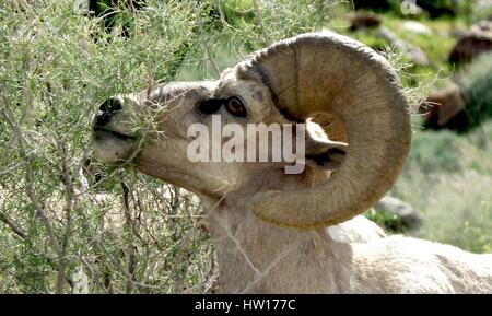 Bedrohte Halbinsel Bighorn, die Schafe auf Wüstenpflanzen im Anza Borrego Desert State Park 10. März 2017 in Borrego Springs, Kalifornien grasen. Stockfoto