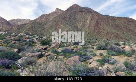 Wüste Wildblumen blühen in Palm Canyon im Anza Borrego Desert State Park 10. März 2017 in Borrego Springs, Kalifornien. Stockfoto