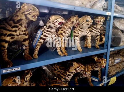 Gefüllte Ocelot Felle von U. S. Fish and Wildlife Service Offiziere beschlagnahmt werden auf Regale im National Wildlife Eigenschaft Repository befindet sich in der Rocky Mountain Arsenal National Wildlife Refuge 15. März 2017 in Denver, Colorado gestapelt. Viele der Artikel sind Bildungseinrichtungen und Naturschutzbehörden in der Lehre über gefährdete Arten Hilfe gespendet. Andere Artikel zu wissenschaftlichen Einrichtungen geschickt sind, um in der Forschung zur Entwicklung besser identifizieren und die Tier-und Pflanzenwelt schützen. Stockfoto